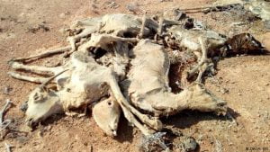 Read more about the article Drought crisis in the Horn of Africa