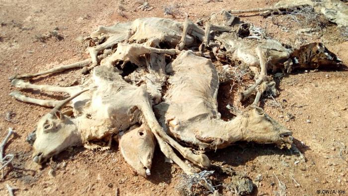 Read more about the article Drought crisis in the Horn of Africa